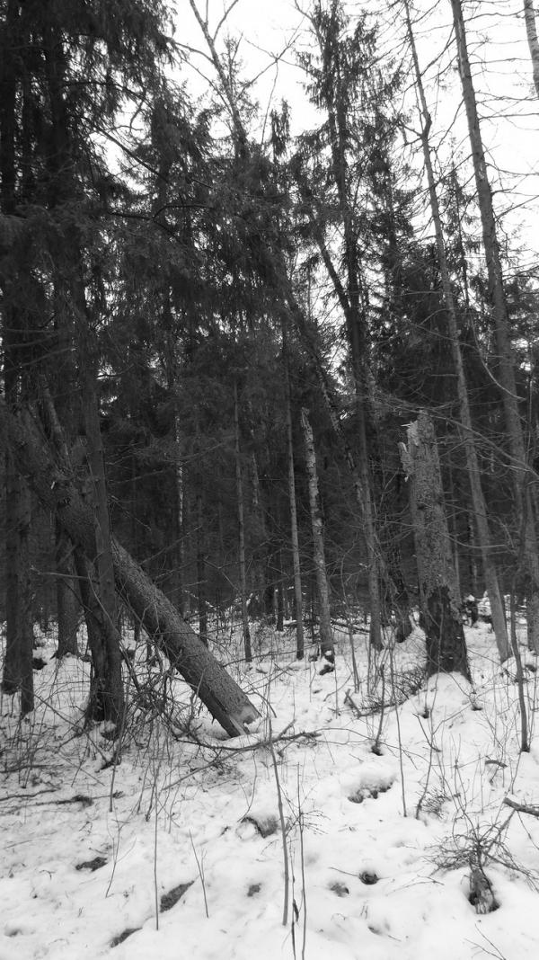 Селятинский лес. 2014–2015 гг. Фото: ​mdm-99