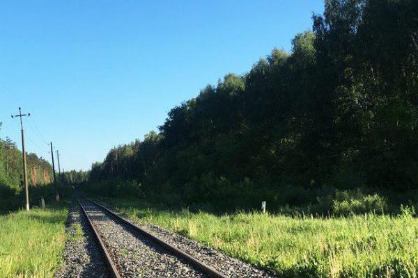 Железнодорожная ветка Кривандино — Сазоново у Егорьевского шоссе. 2018 г. Фото: И. Натаров